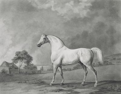 Mambrino, gravé par George Townley Stubbs (1756-1815) pub. 1794 - George Stubbs